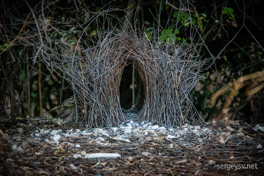 The bowerbird's bower (with it hiding shyly behind).