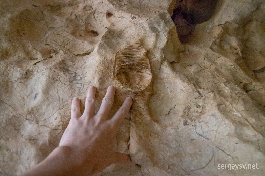 Fossilised trilobites. How cool is that!