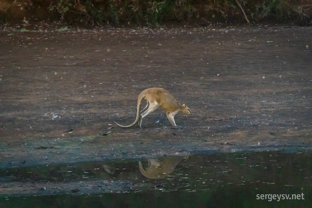 A wallaby is staying out of the way rather wisely.