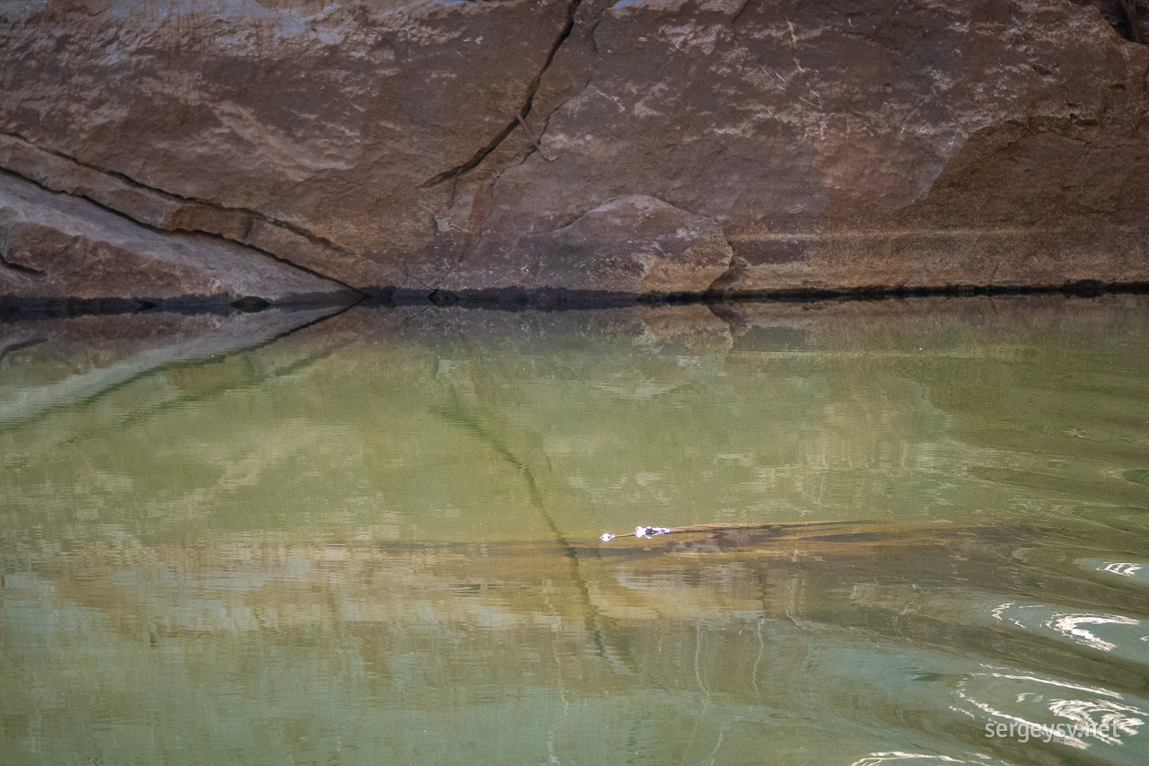 A few chill crocs (can you see one?) keep us company.