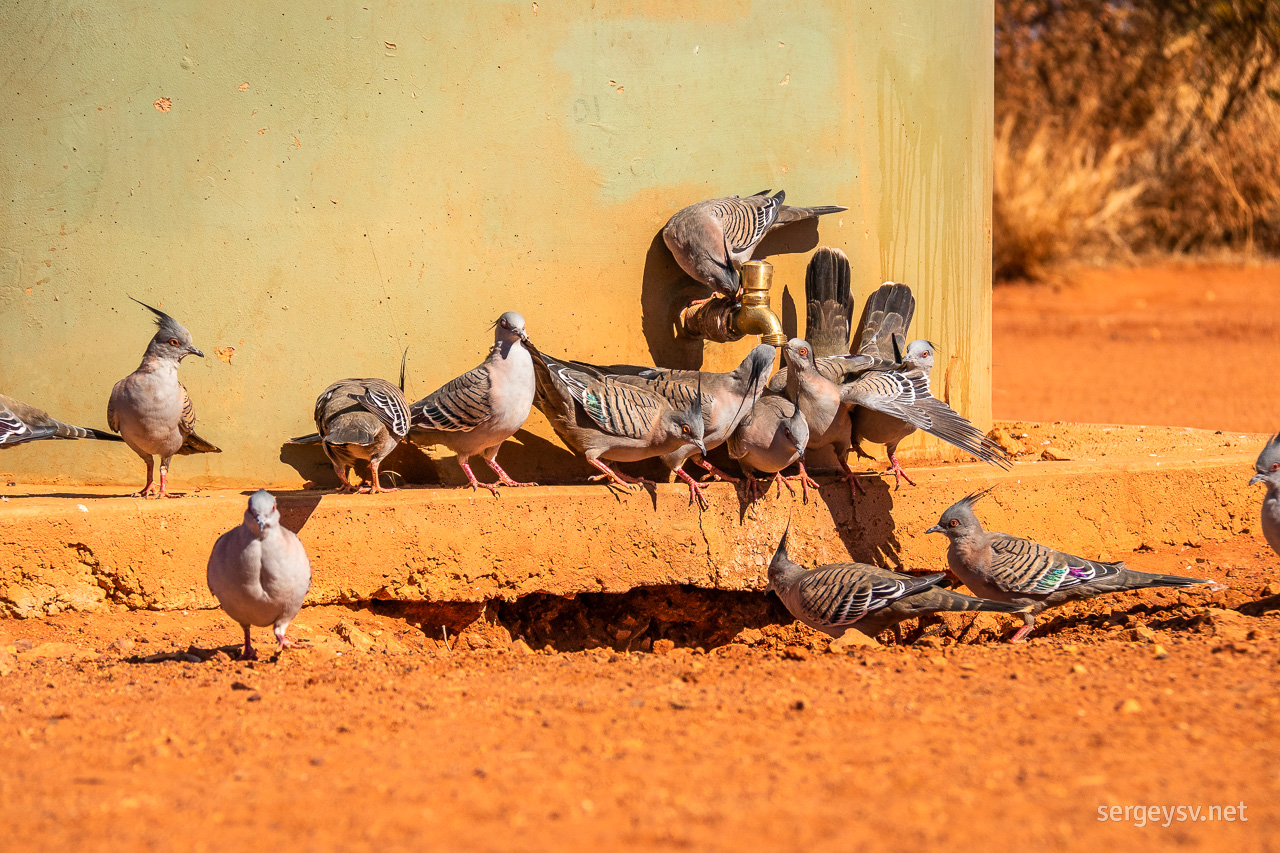 The thirsty pigeons.