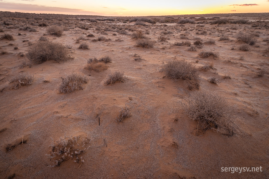 The desert awakens.