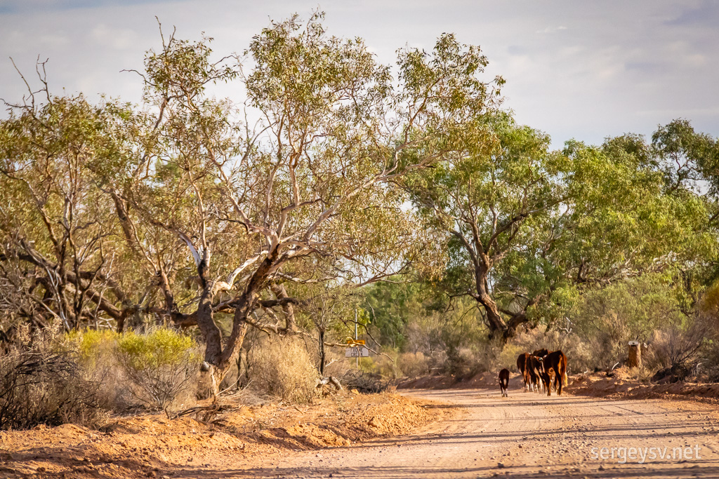 Muloorina cows.