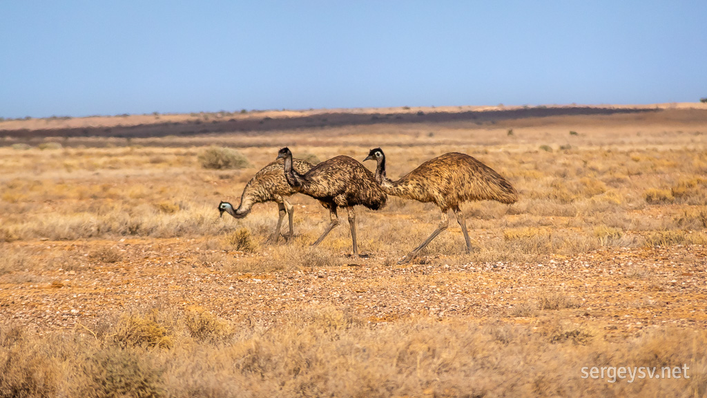 Lots of emus!