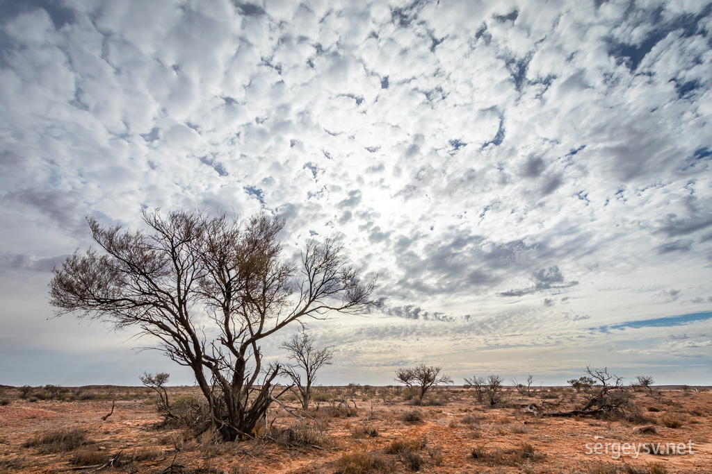 Tough life of a desert tree.