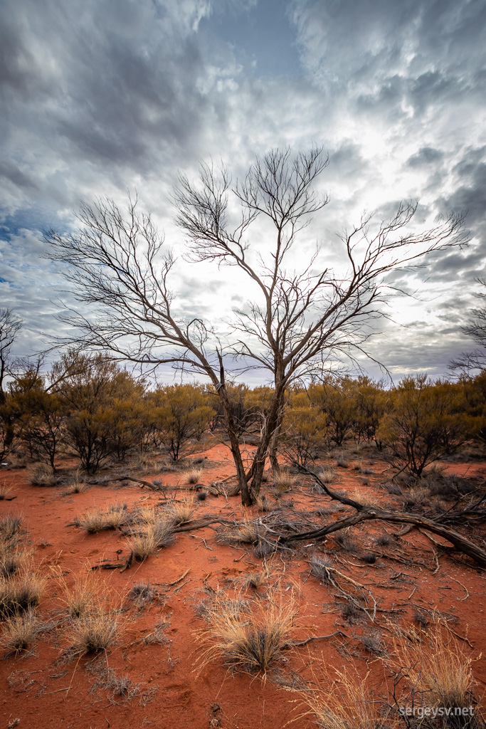 Can't get enough of the outback trees.