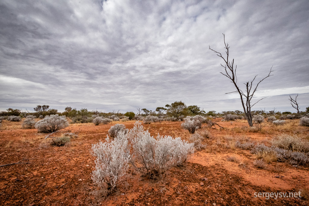 Saltbush is so white here.