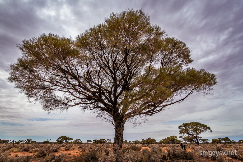 Trees are becoming a bit bigger.