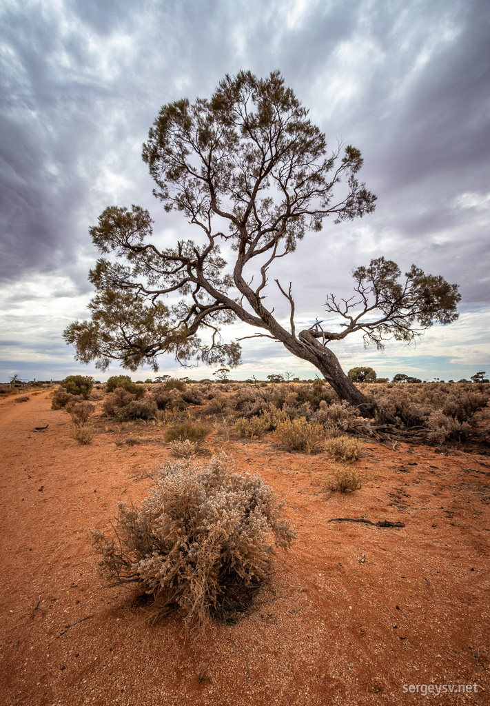 The bush resilience.