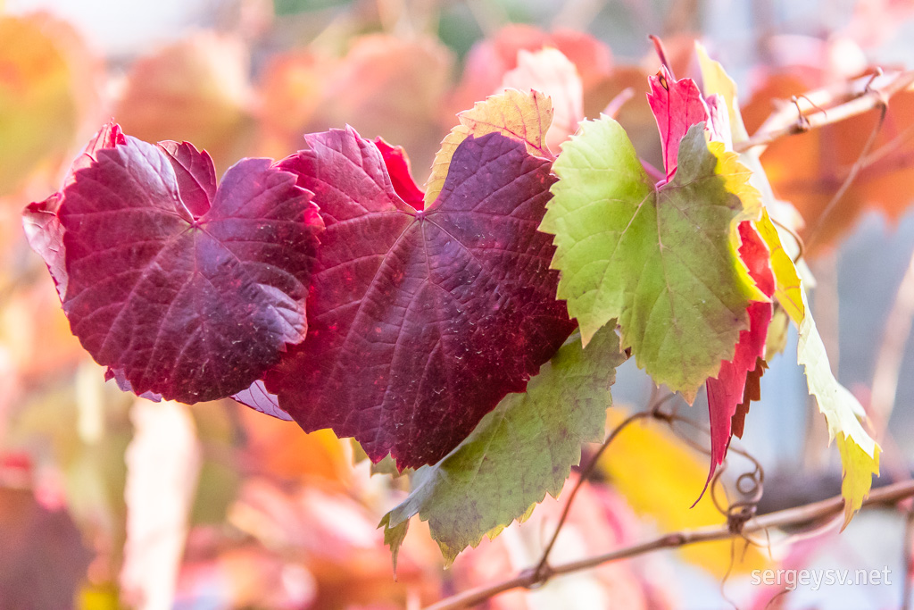 The breath of the autumn.