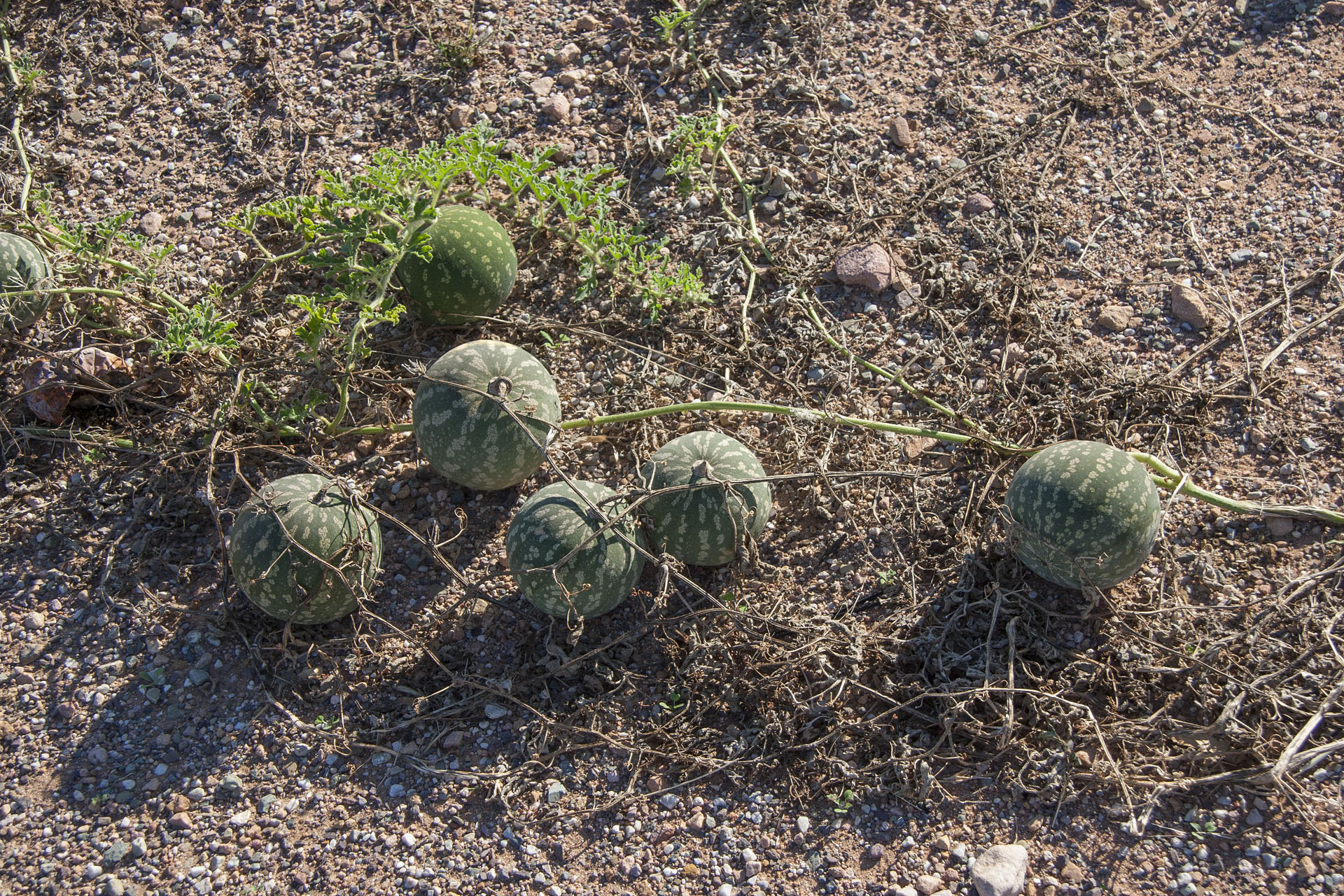 Roadside melons.