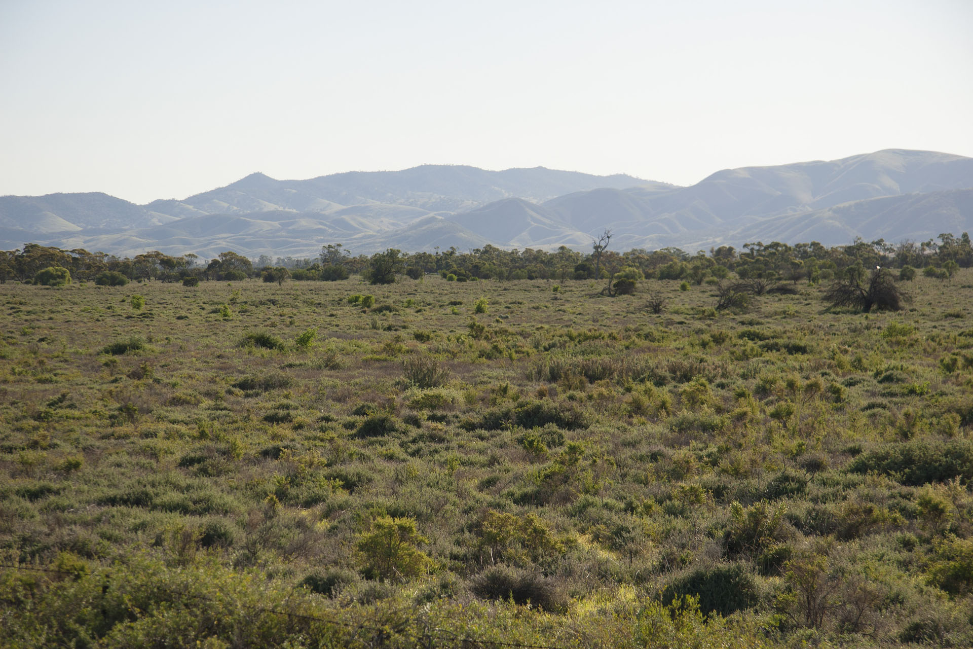 Flinders Ranges.