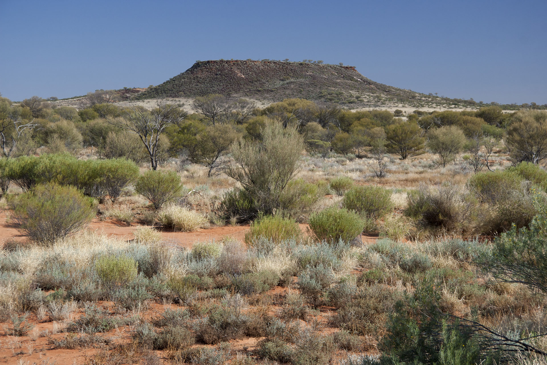 First spinifex clumps.