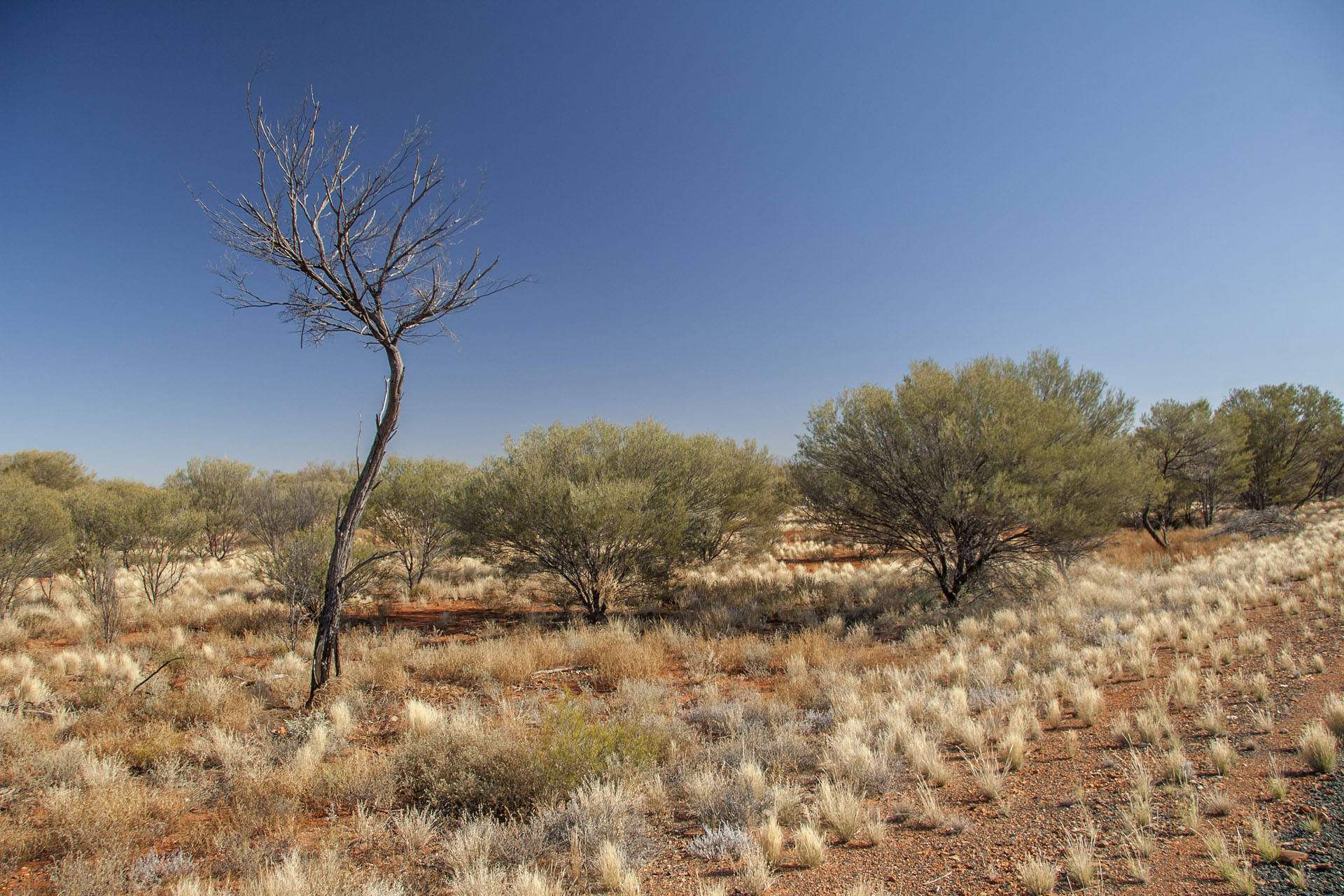 Mulga trees.