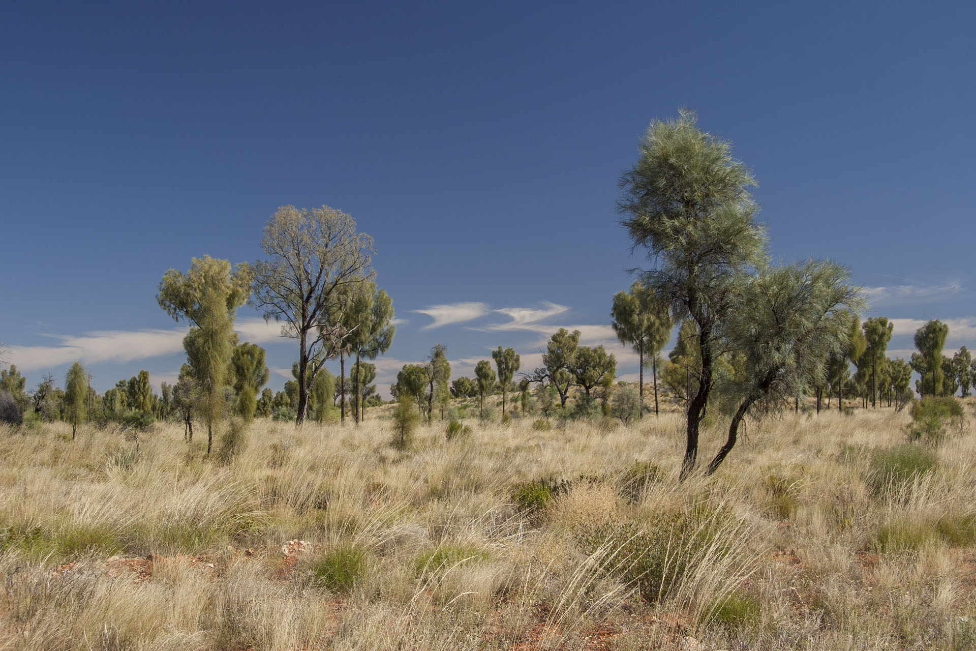 So-called desert oaks.