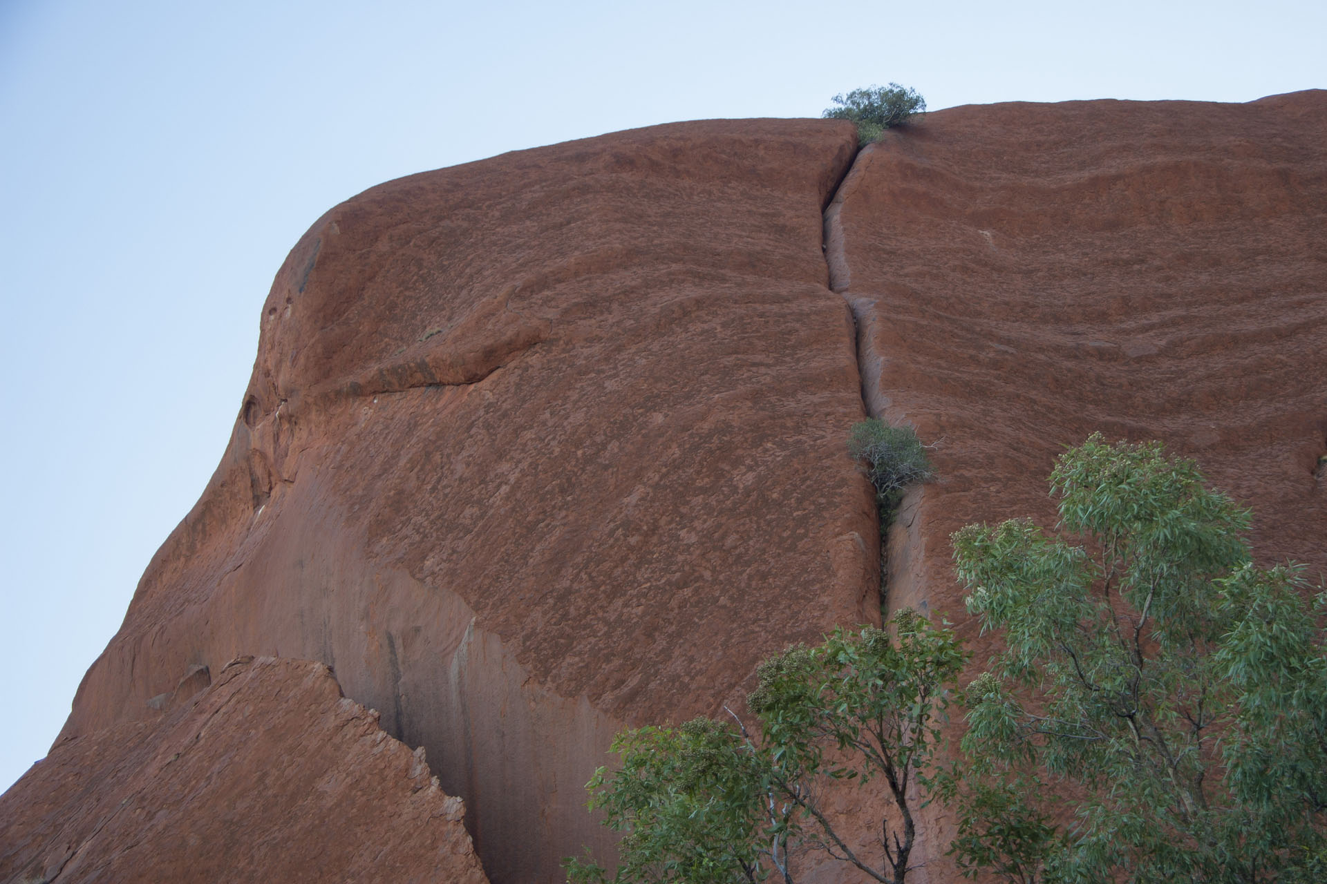 Plants use every crevice to get hold and survive.