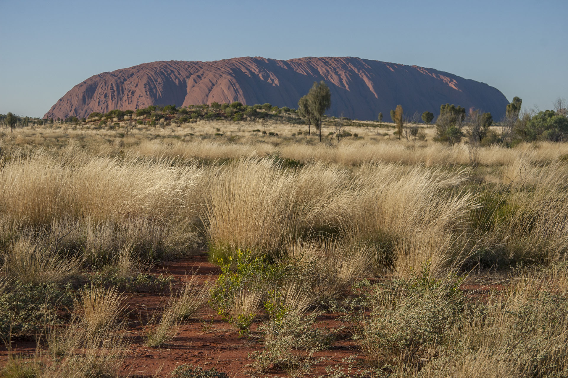 Uluru in the morning.
