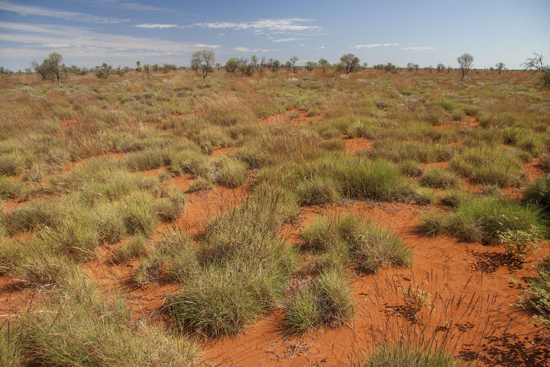 Surrounding desert.