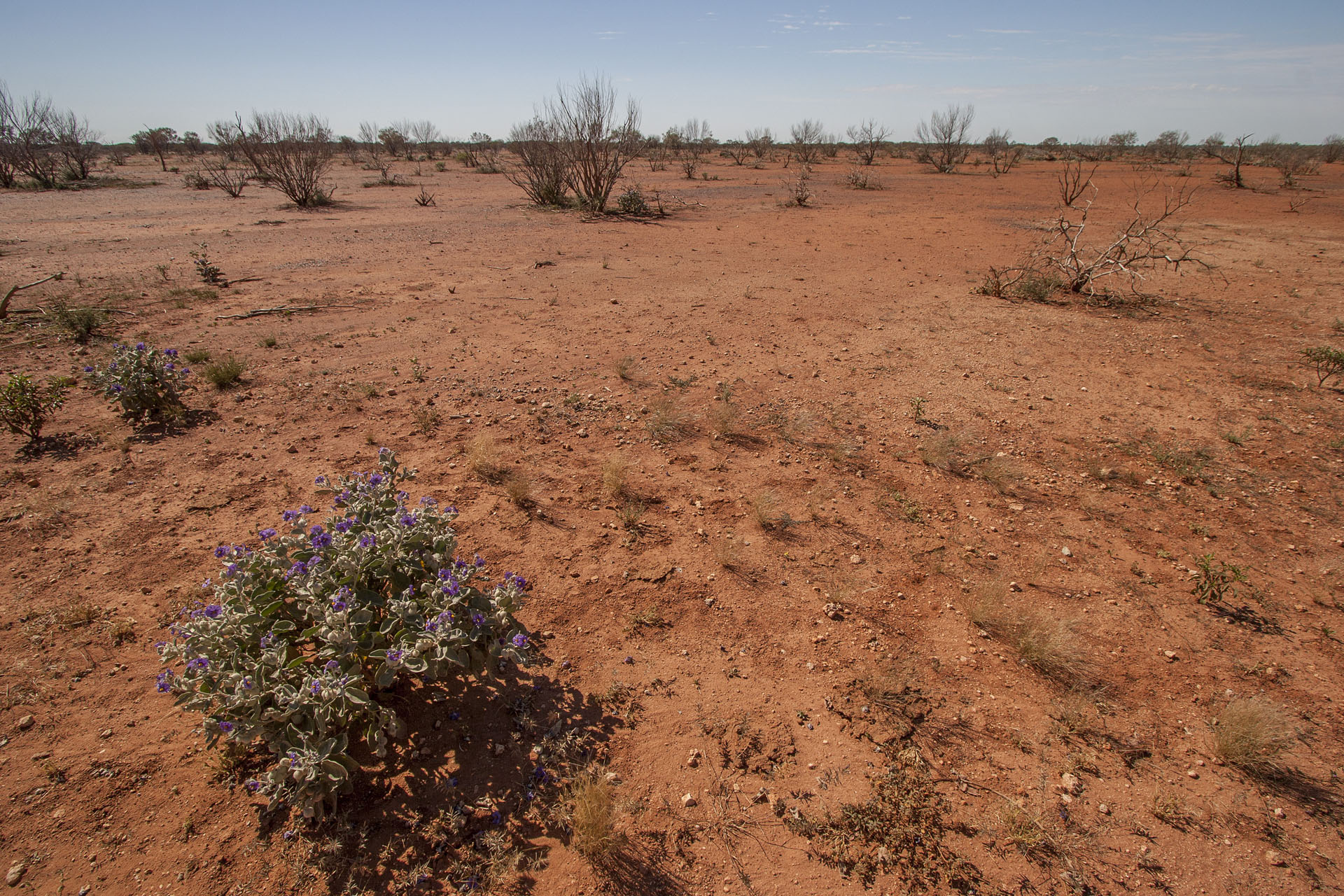 Purple flowers of desert.