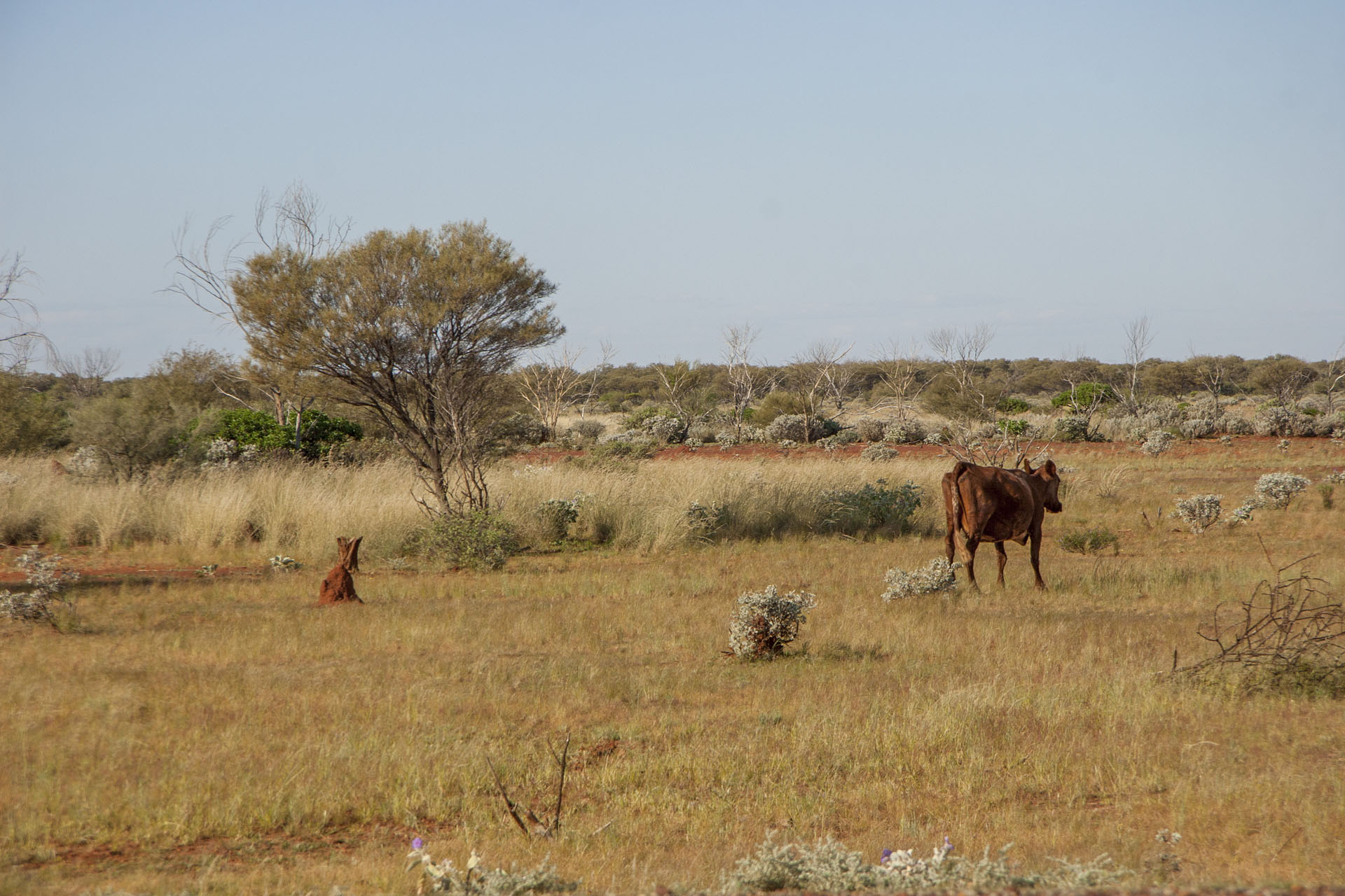 The roadside cows.