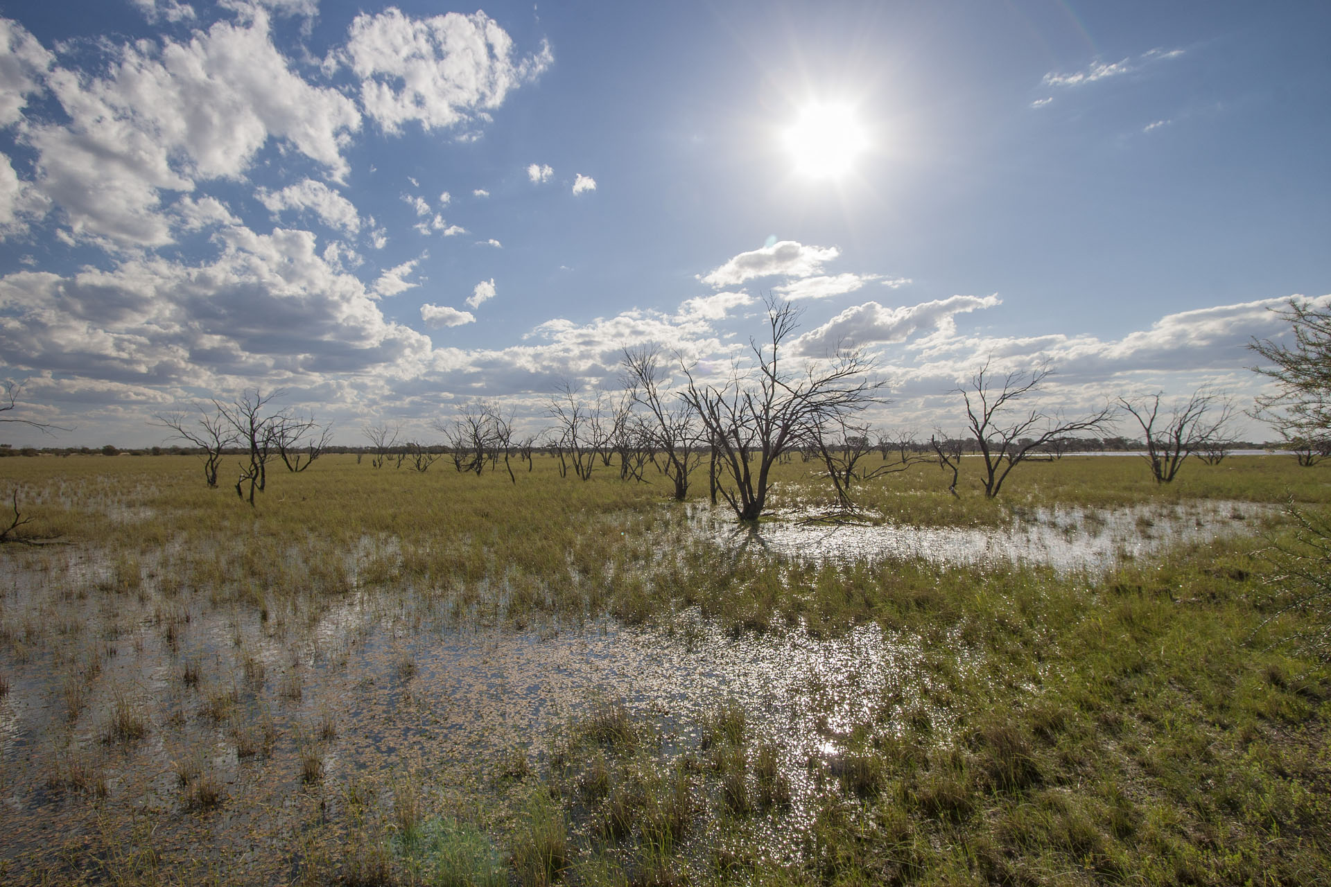 The roadside wetland.