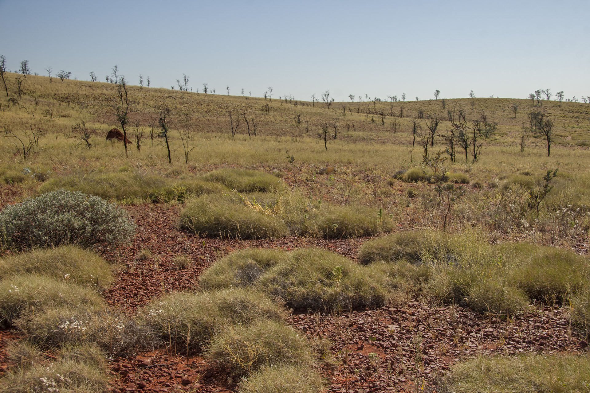 These stick-like trees cover the entire areas sometimes.