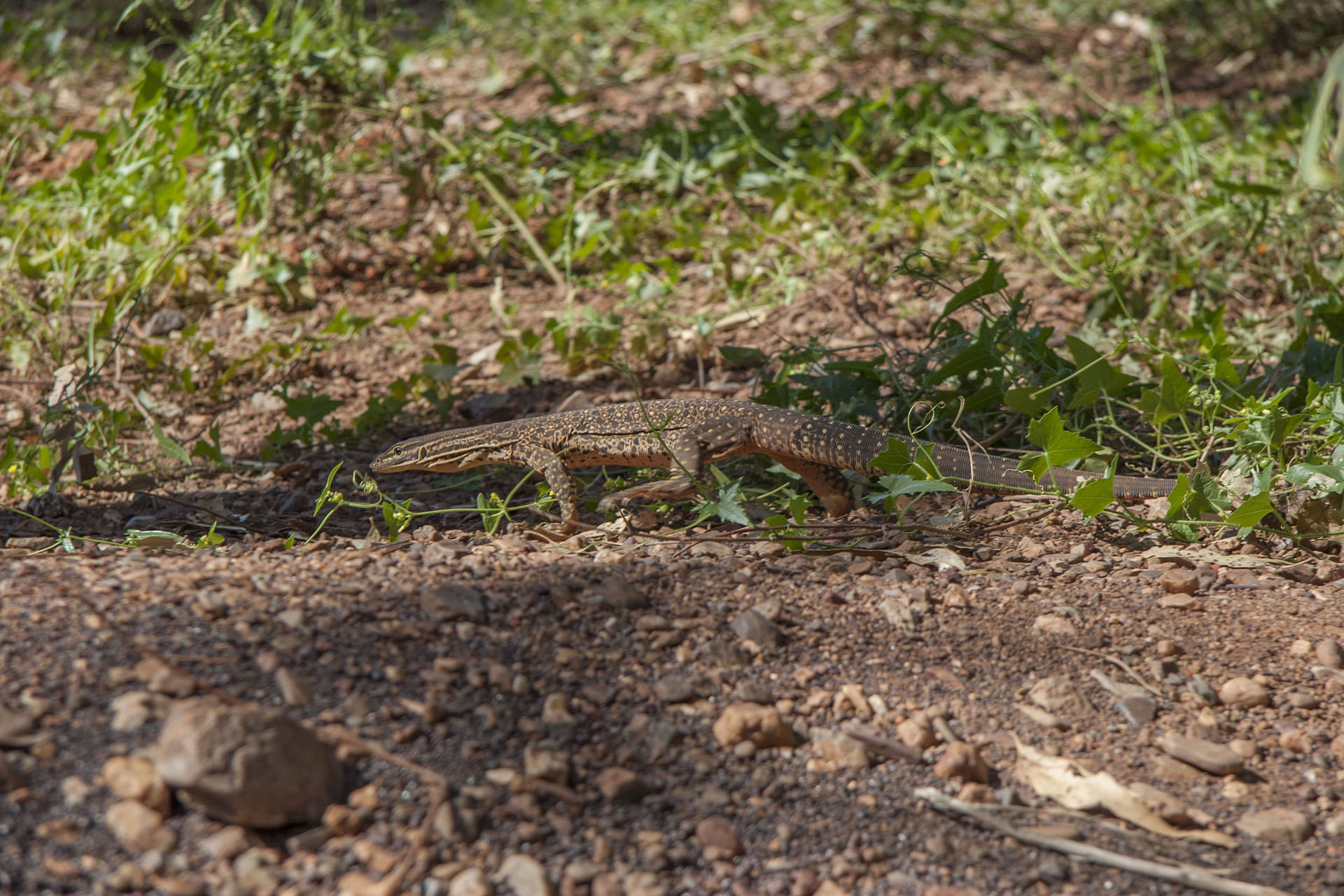 The local inhabitant.