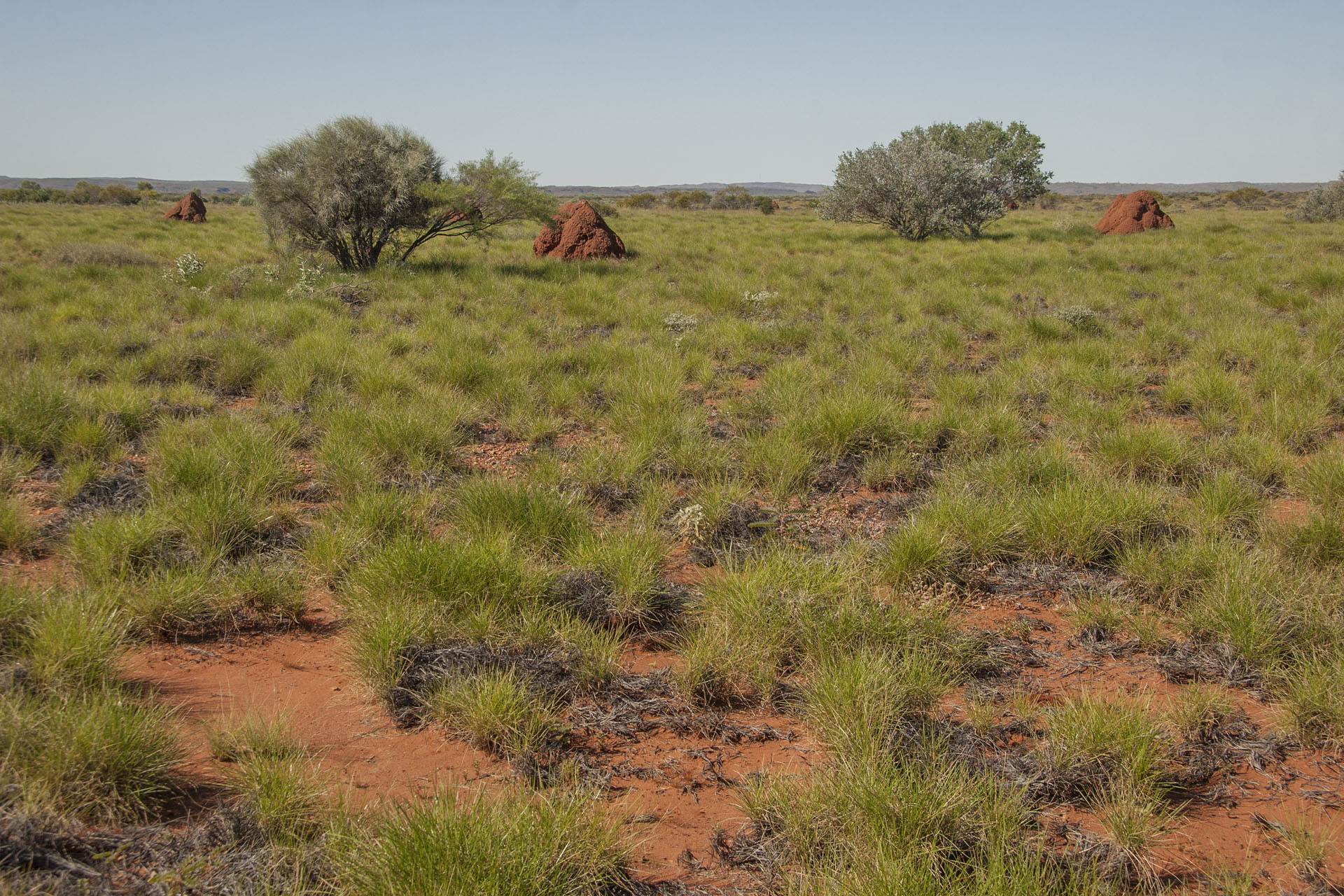 Love the termite mounds.