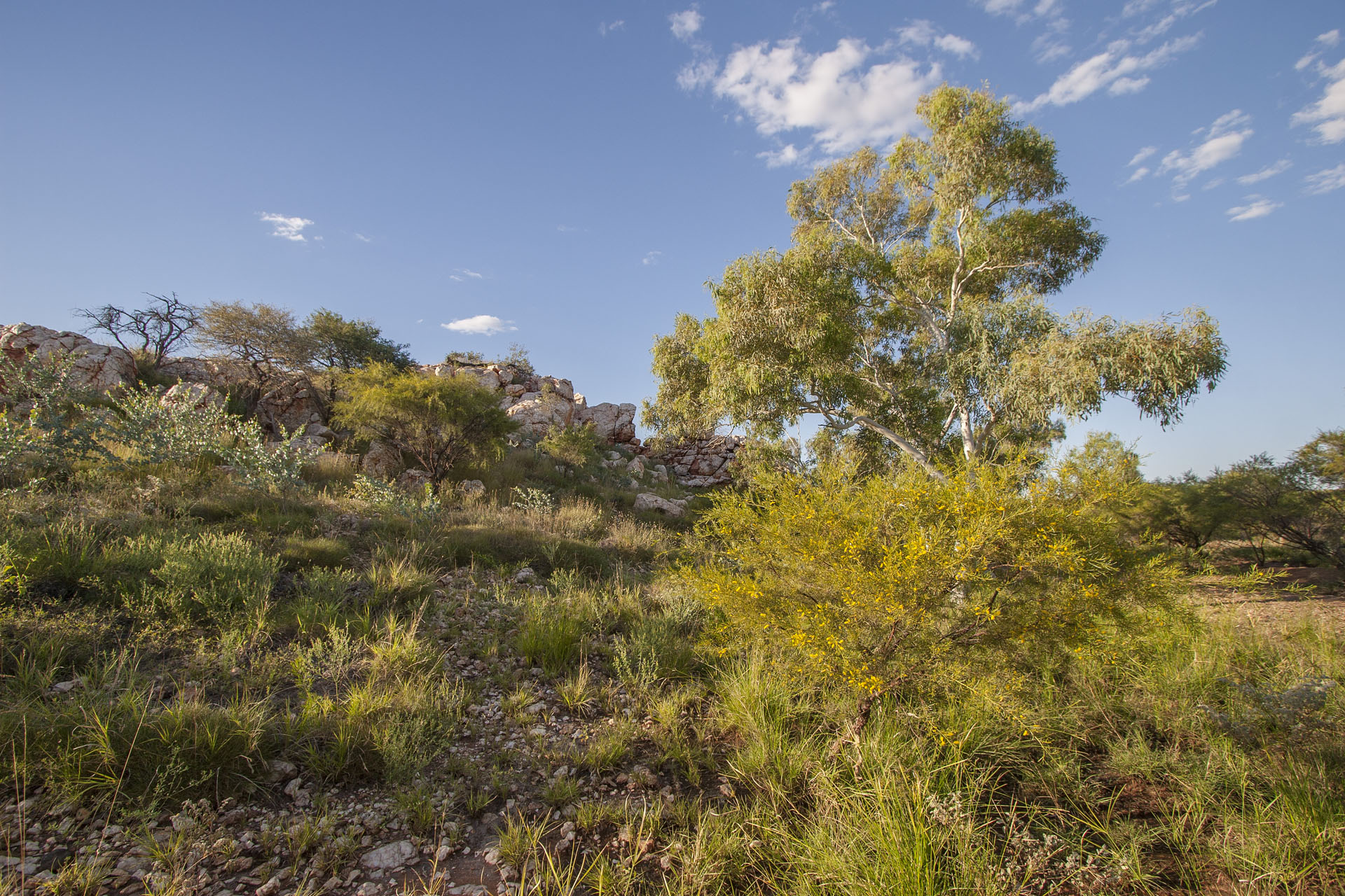 Gums next to a marble outcrop. Not marble, really.