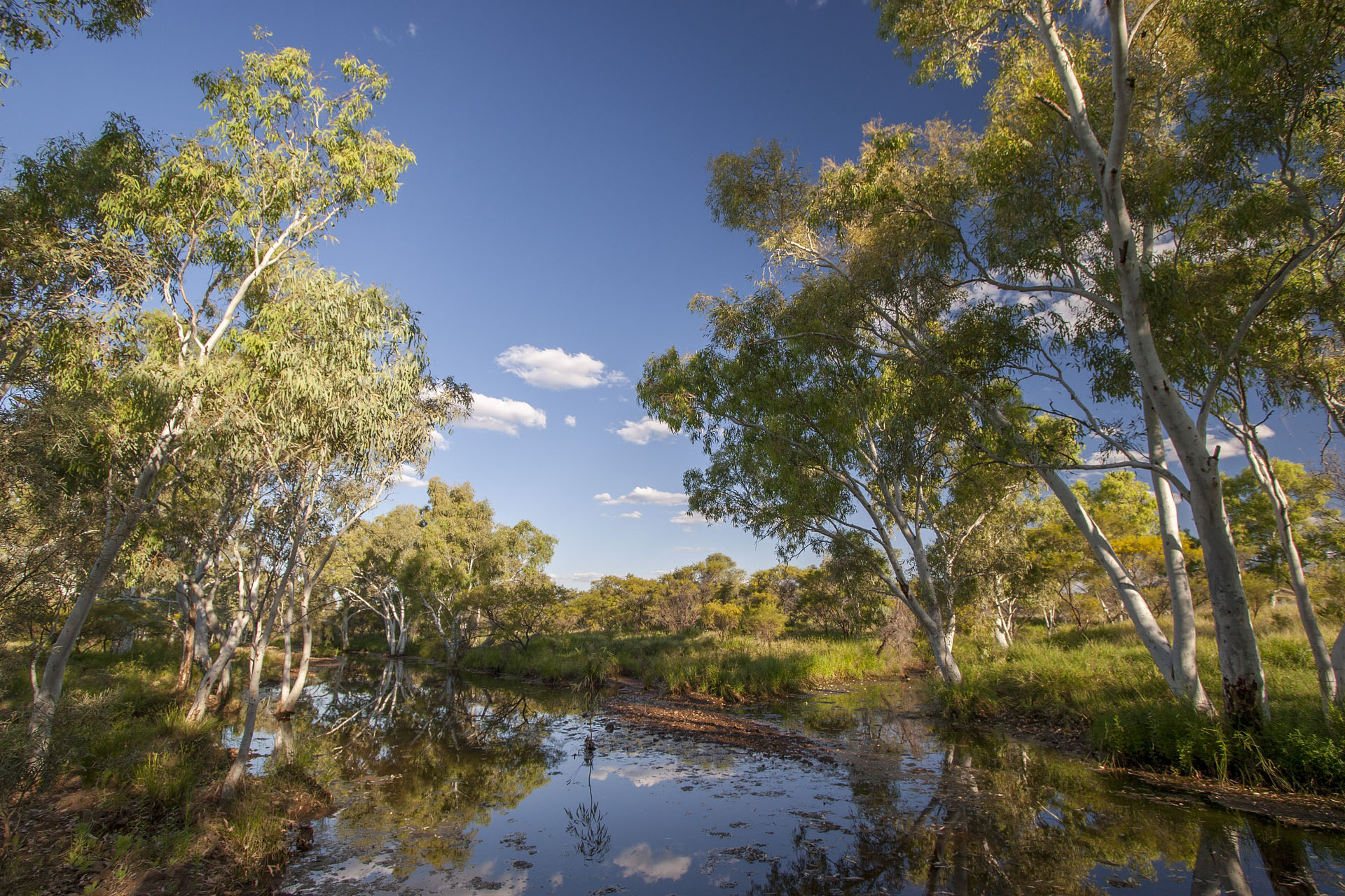 Gums at the creek.