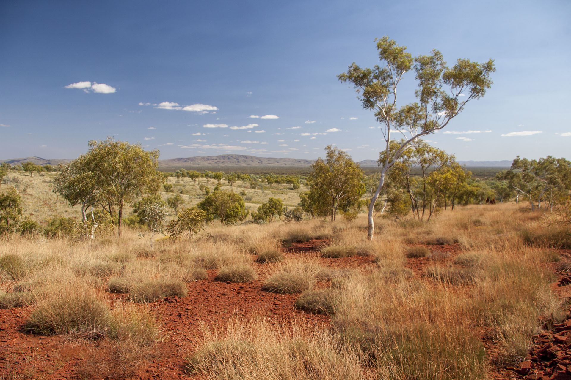 A typical Pilbara landscape.