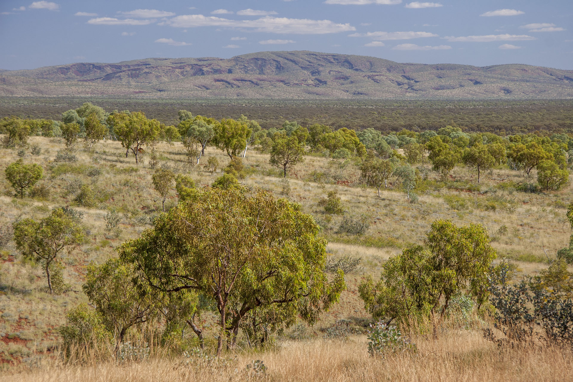 Hamersley Ranges in the distance.