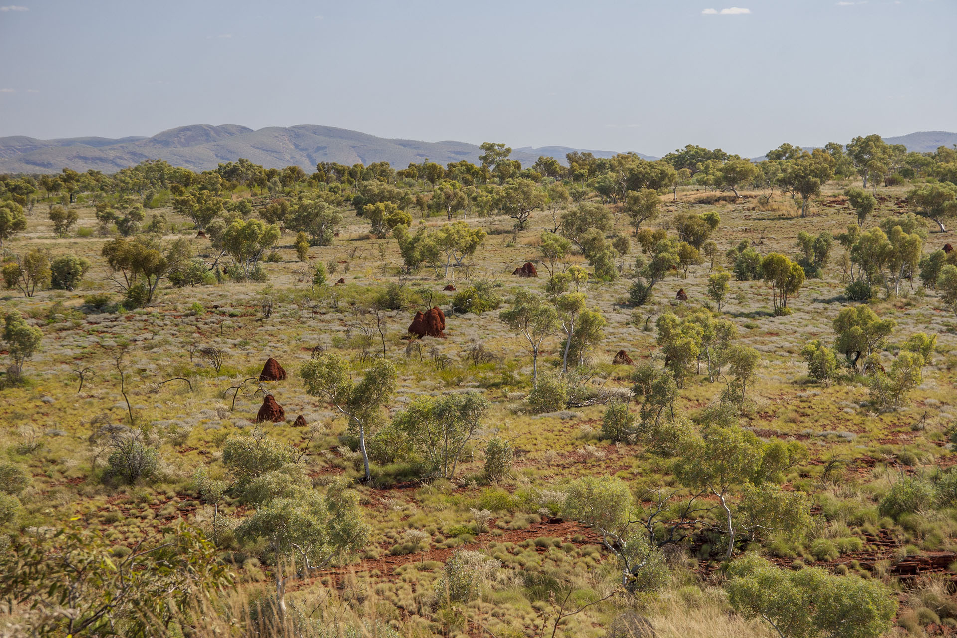 Distant termite mounds.