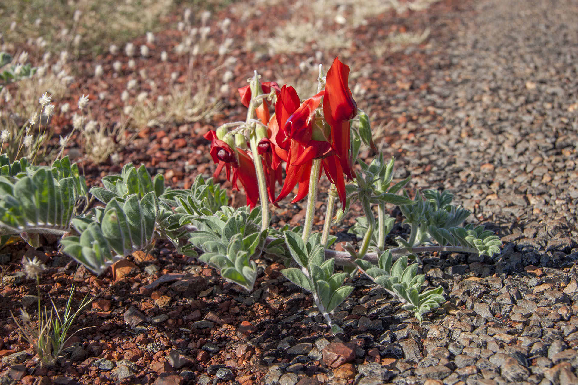 Sturt's Desert Pea.