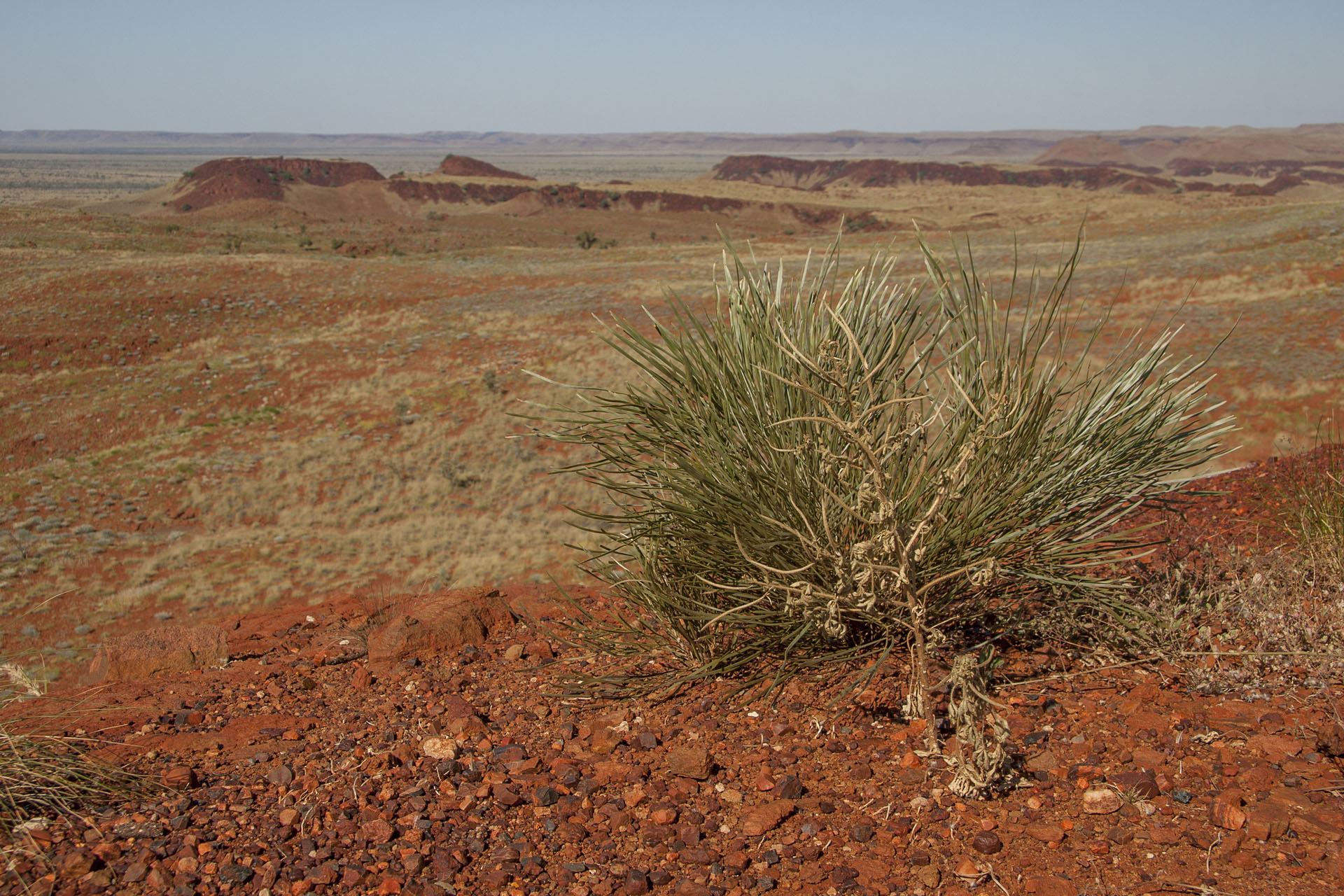 A lonely plant.