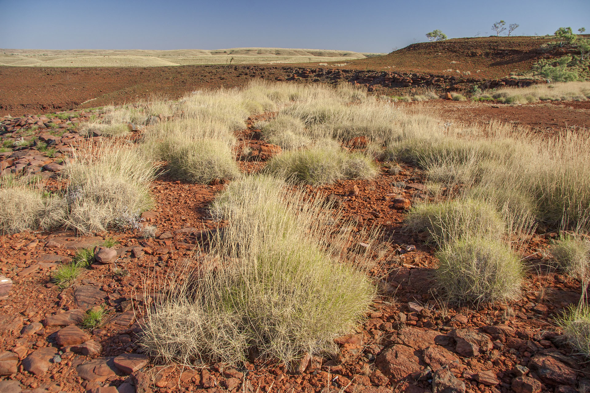 The ubiquitous spinifex.