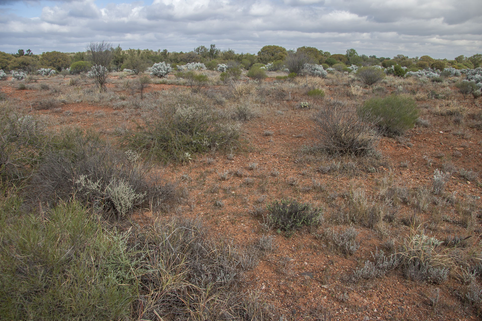 The bush colours begin to pale.