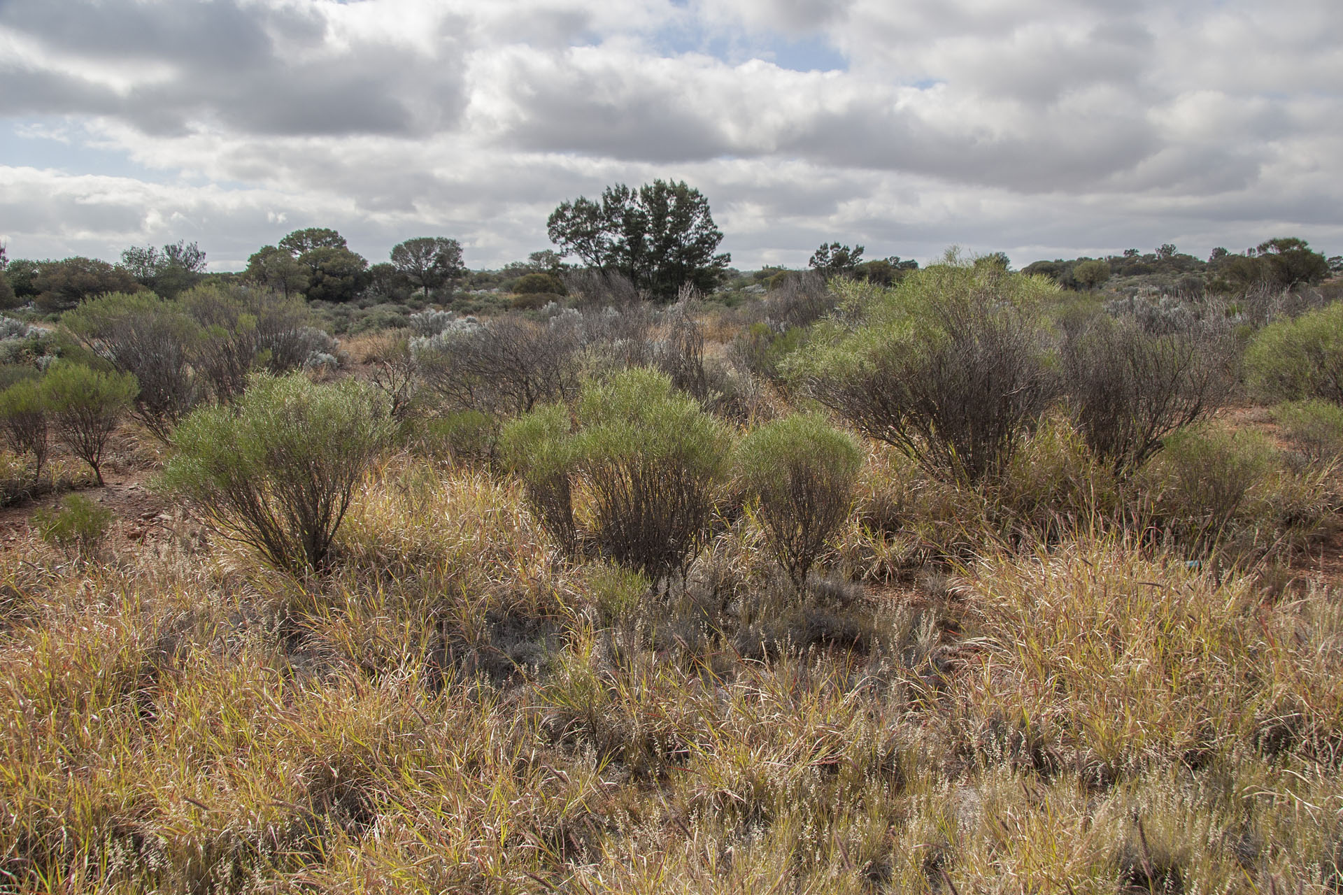 No more spinifex.