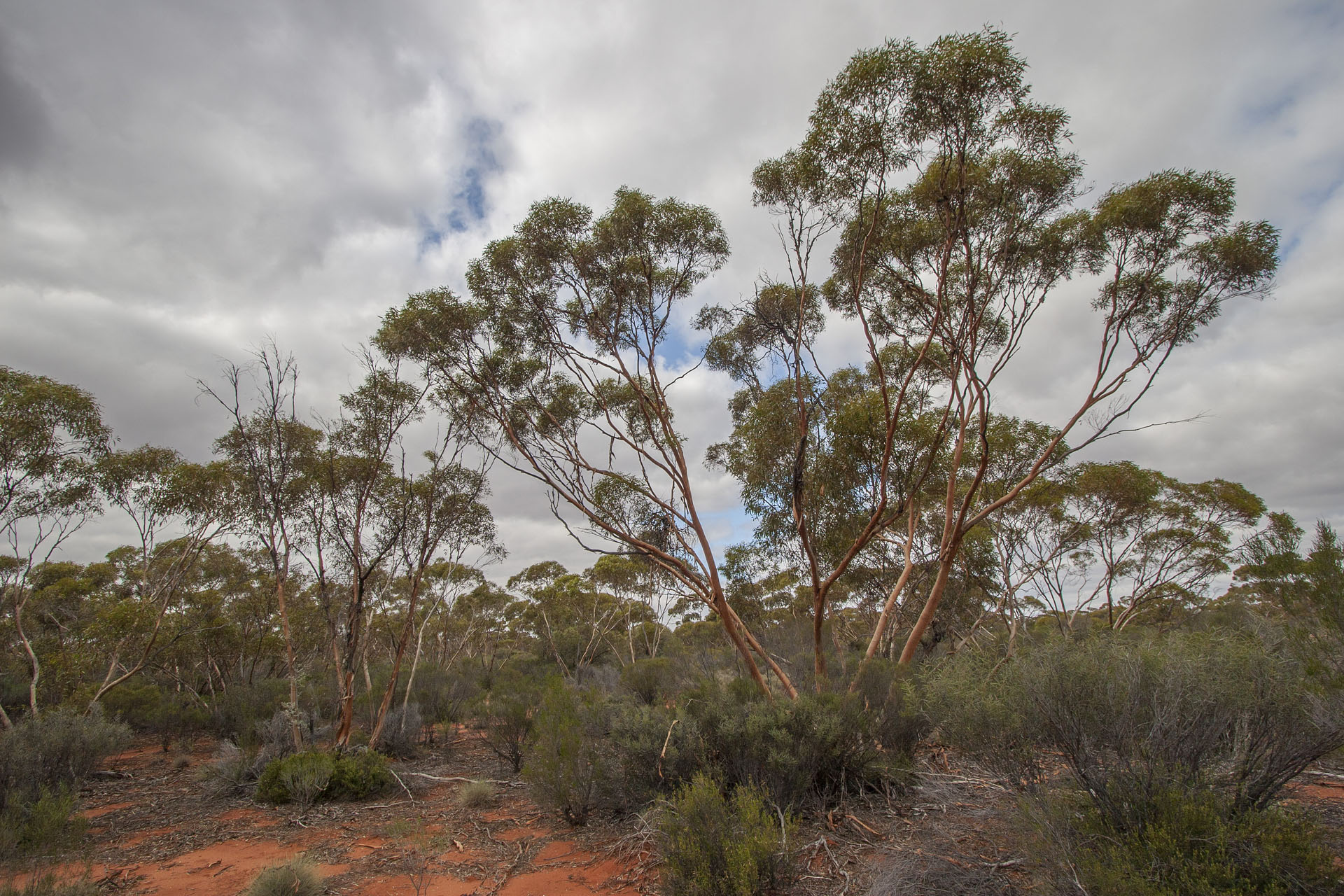 Salmon gums.