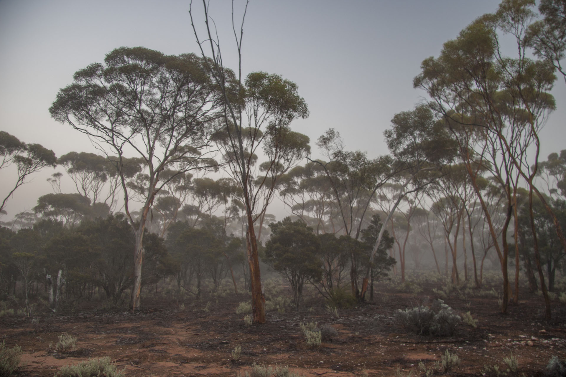 Misty morning.