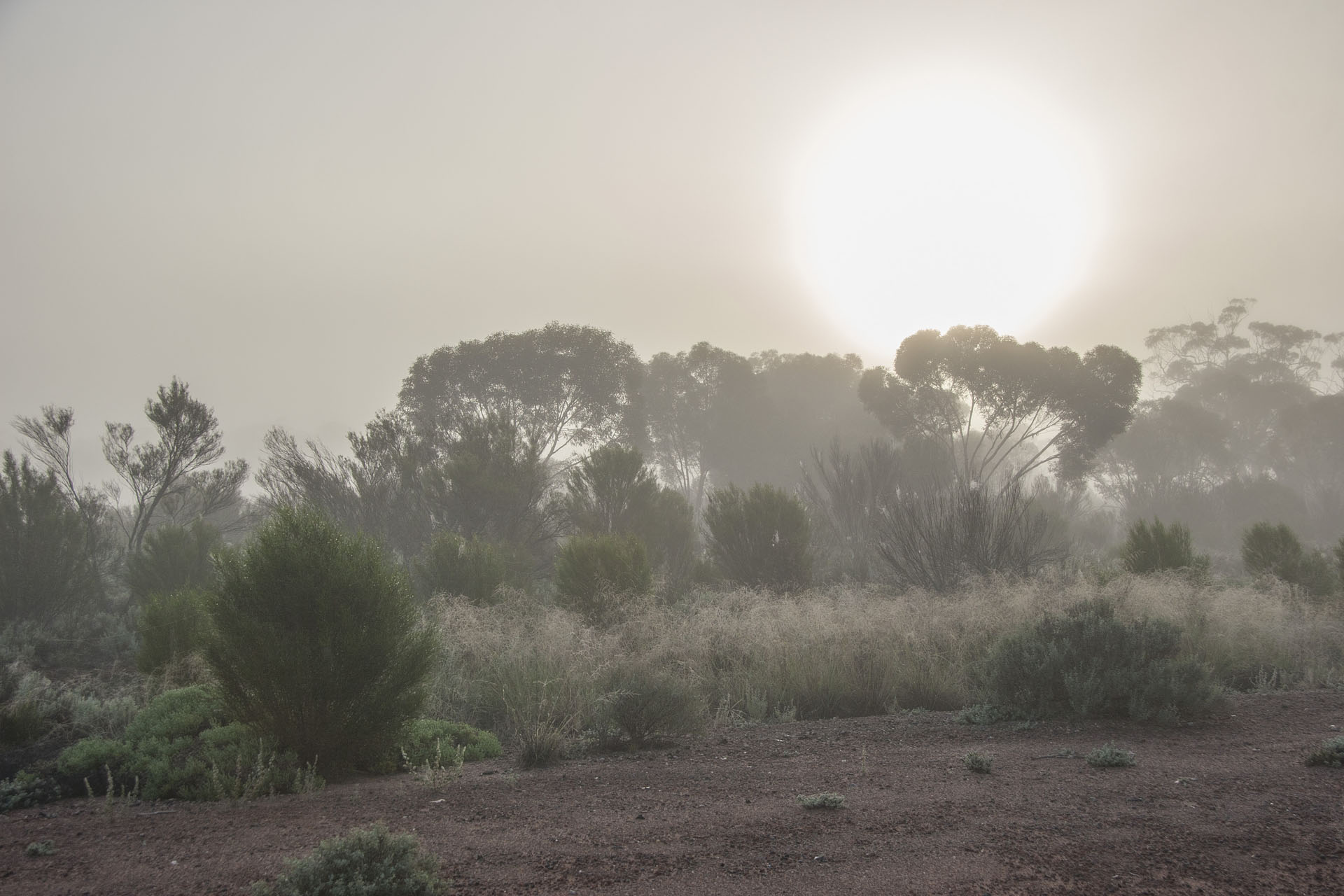 The roadside fog.