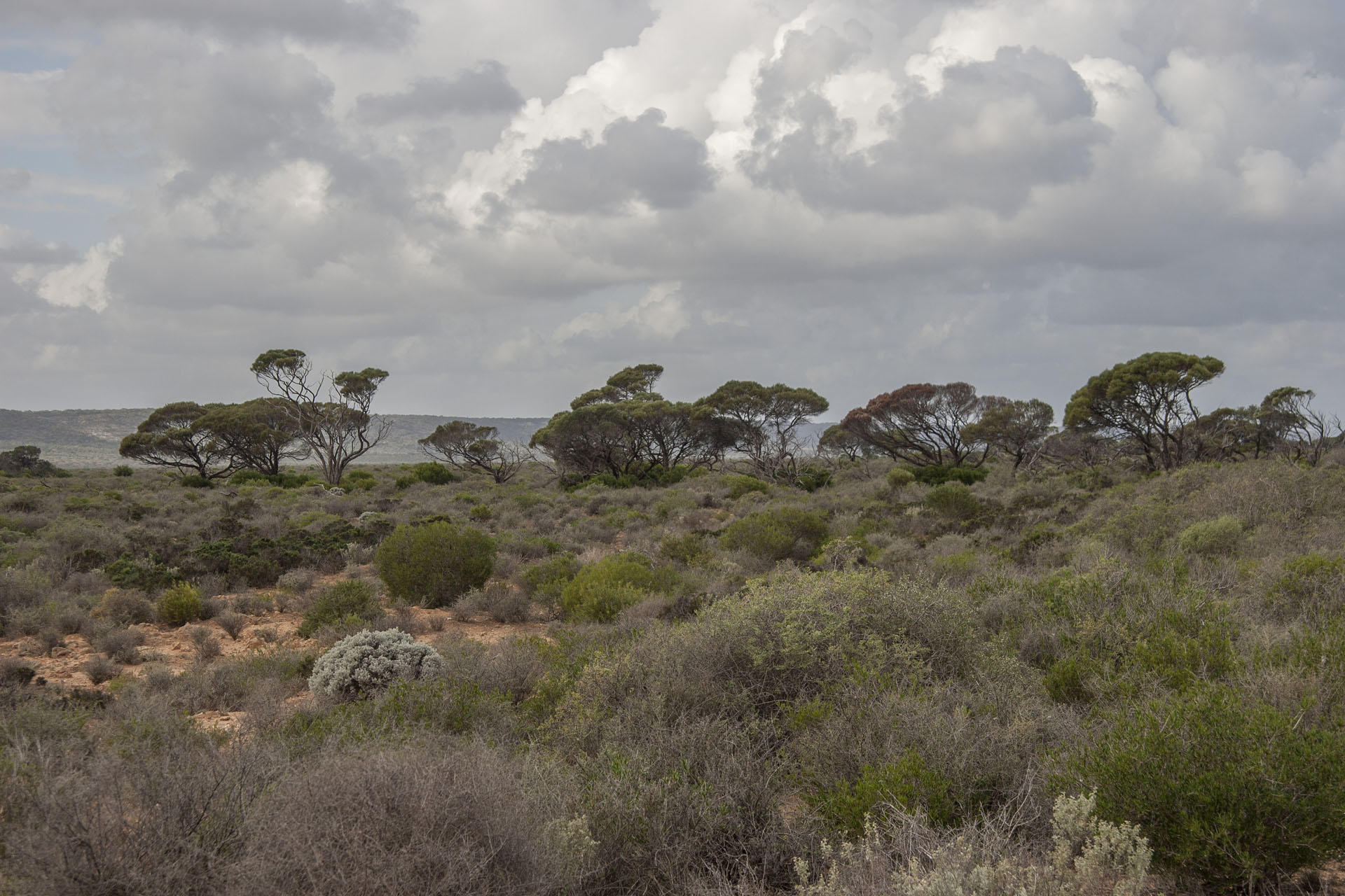 The Nullarbor goes on.