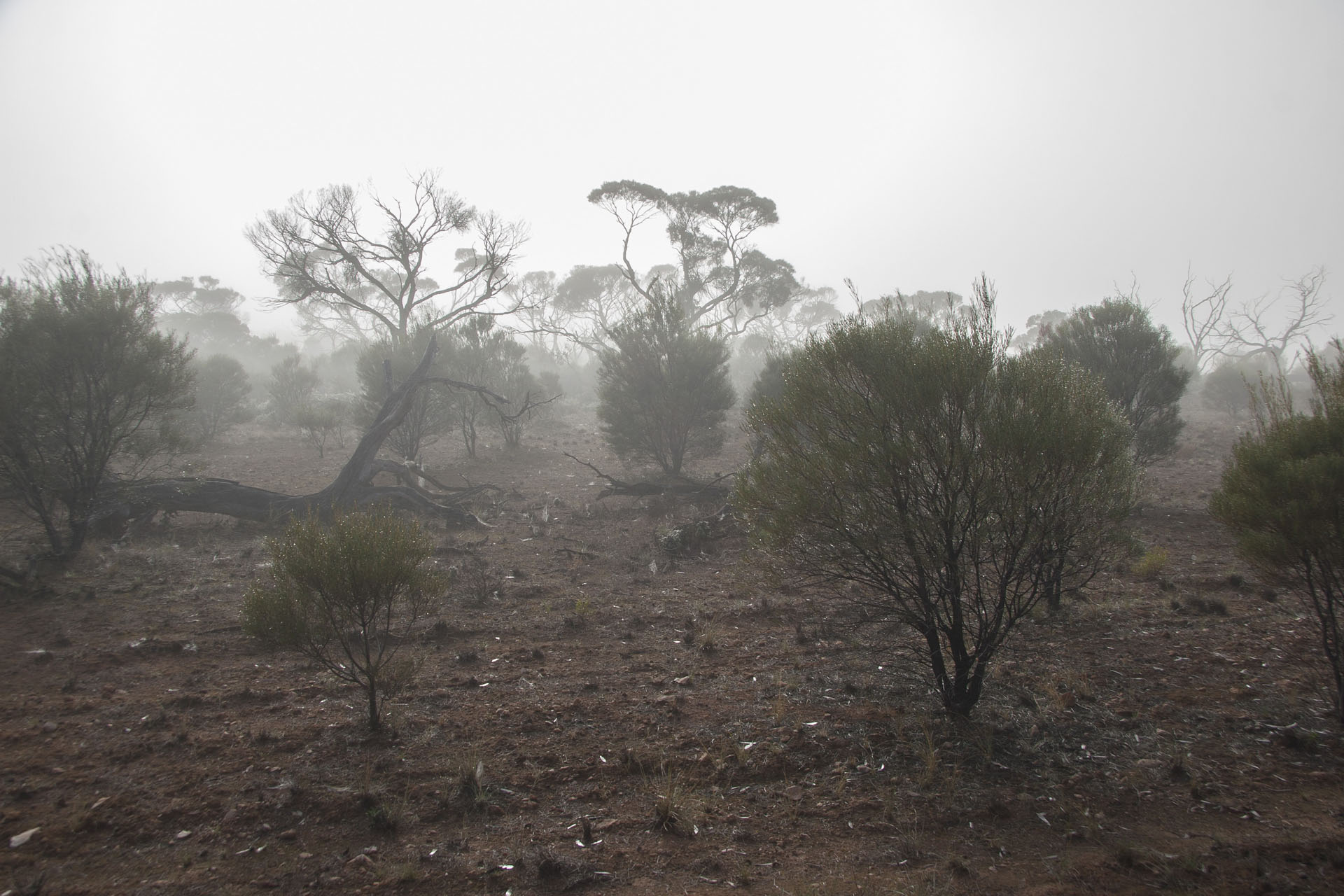 A foggy patch up close.