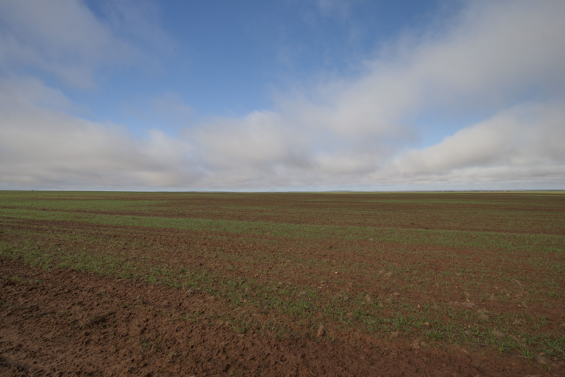 Growing wheat. Or maybe just grass.