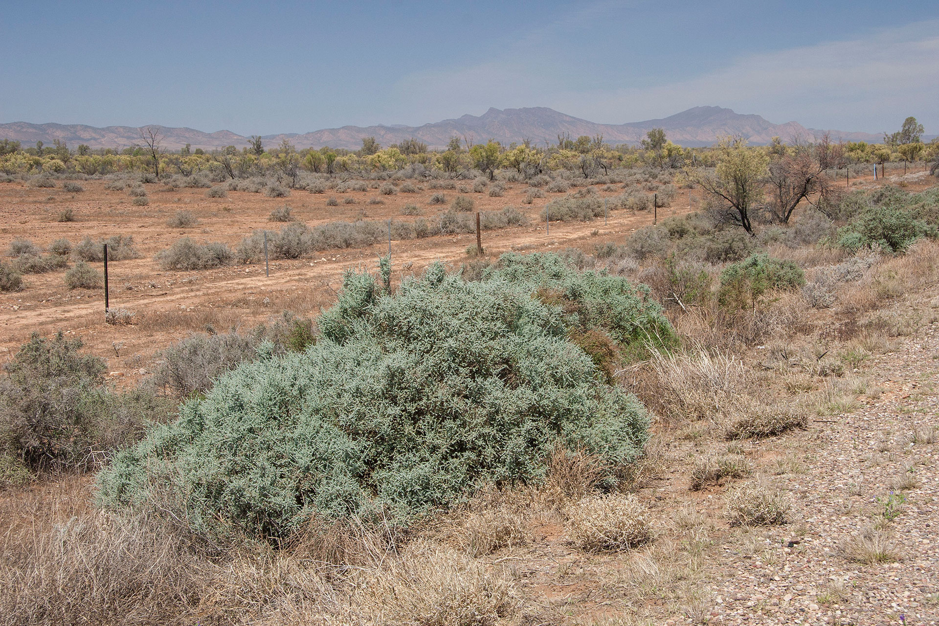 Patches of arid colours.