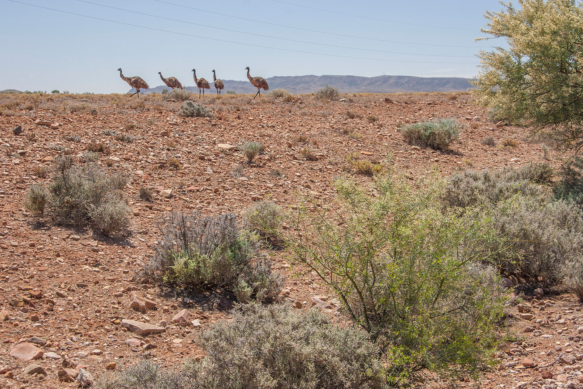 A gaggle of emus.