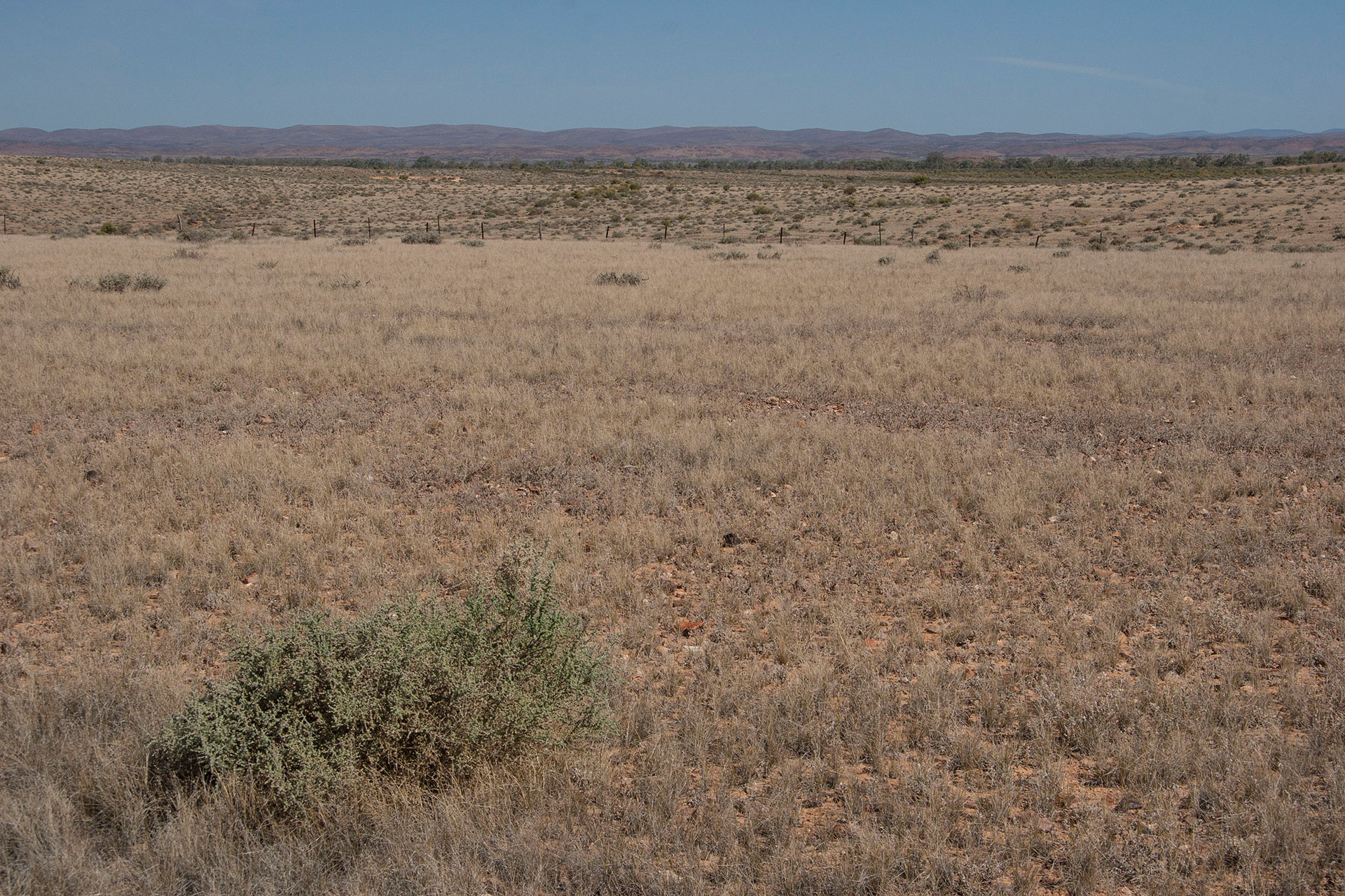 The yellow plains.