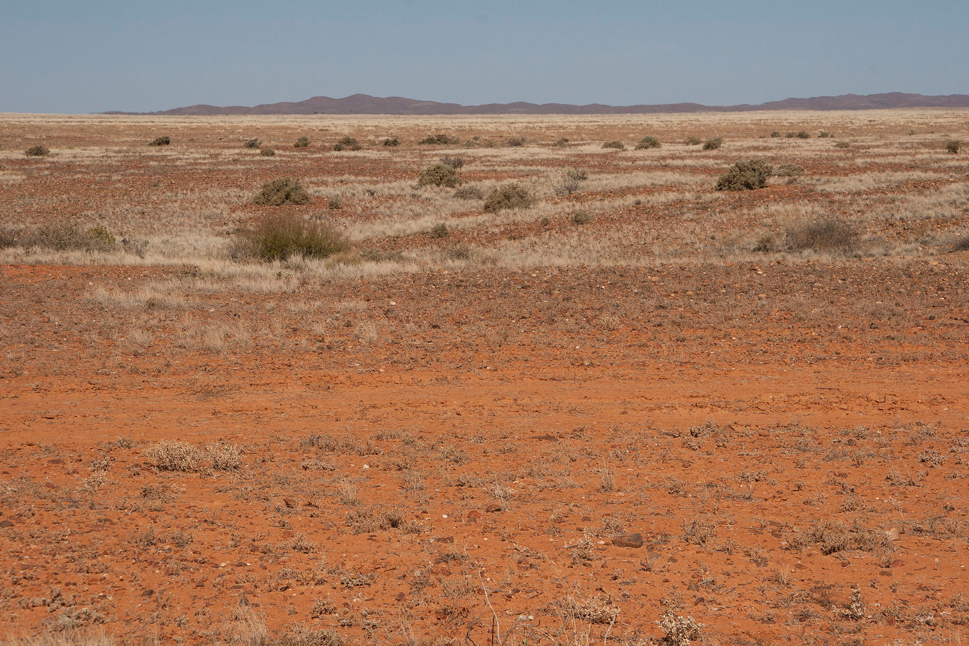 Gammon Ranges in the distance.