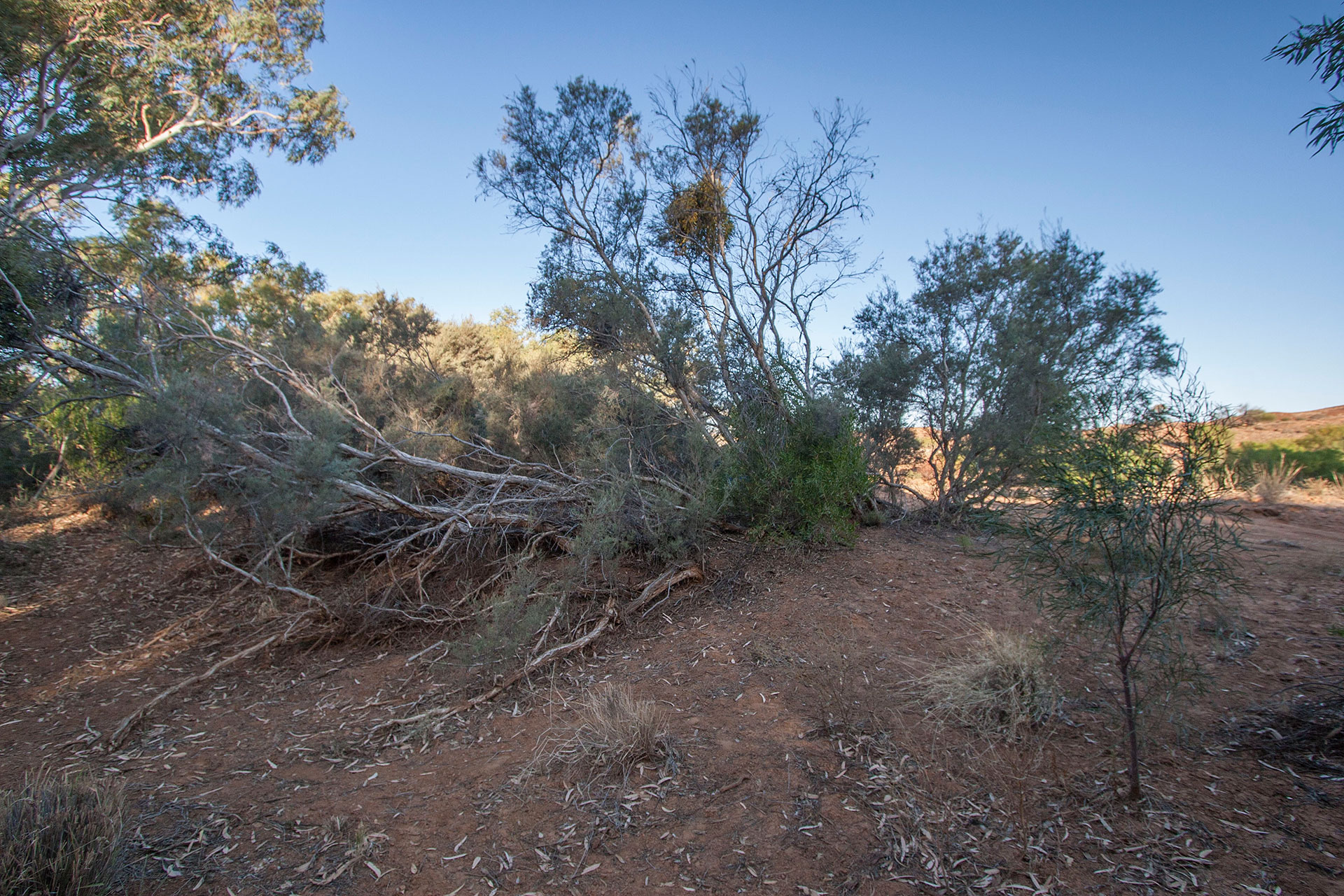 At the dry creek bed.