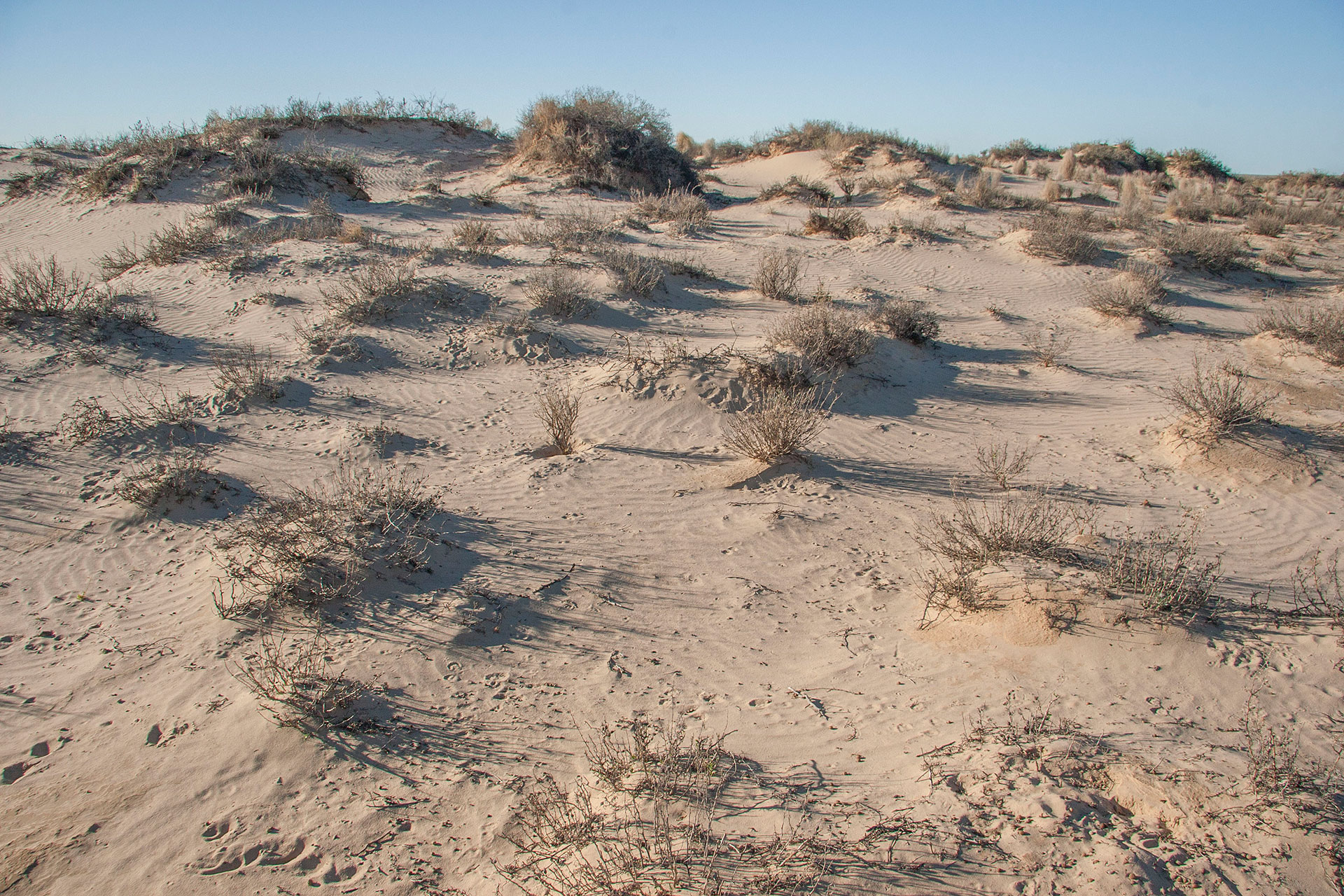 A yellow dune with bunny tracks.